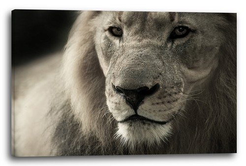 Canvas frames lion - canvas/frames,