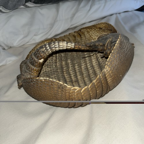 Taxidermy armadillo basket - taxidermy,