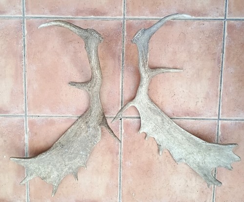 Fallow deer antlers - fallow,