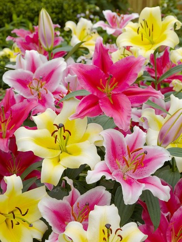 Mixed lilies oriental - -,