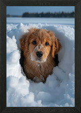 Golden Retriever Snow Pup