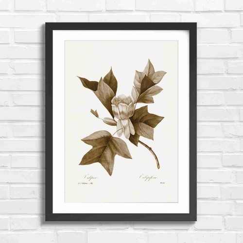 Vintage tulip tree botanical - vintage,