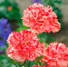 PICK & MIX Premium DIANTHUS Flower Seeds Chabaud CARNATION Fragrant BEE LOVE