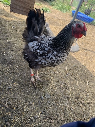 Silver laced wyandotte - laced,