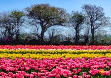 Wall Art Tulip Field. Lifton