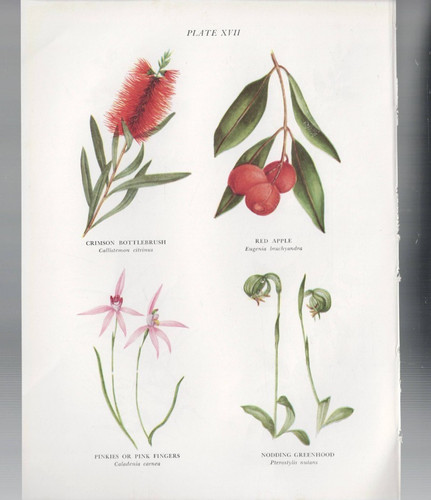 Print australian botanical - australian,