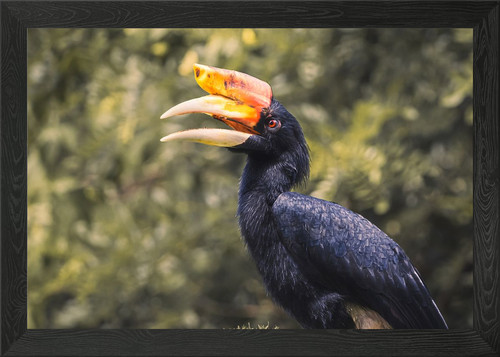 Rhinoceros hornbill bird - hornbill,