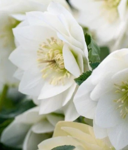 White helleborus perennials - white,