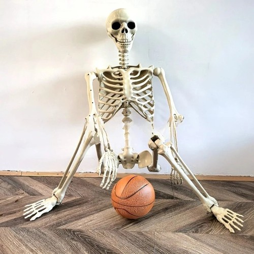 Life size human skeleton - human,