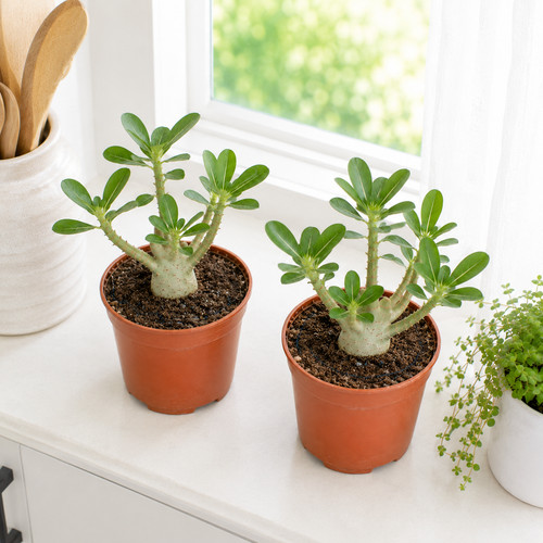 Desert rose adenium - desert, obesum