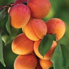 Apricot Tree Plant Dwarf