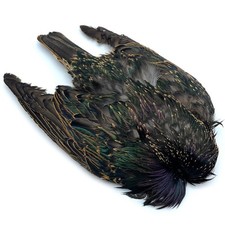 STARLING SKIN - Hareline Fly