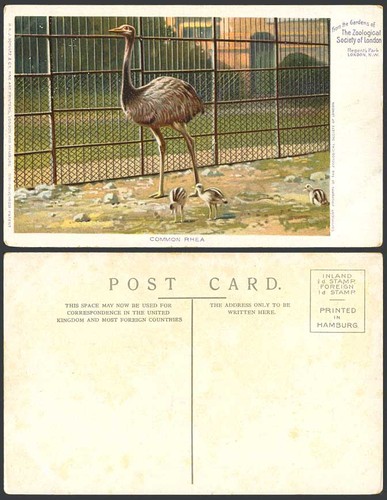 Common rhea chicks flightless - common,