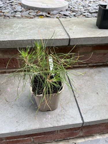 Red pine pinus densiflora - 4,
