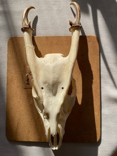 Real reeves muntjac buck - reeves,