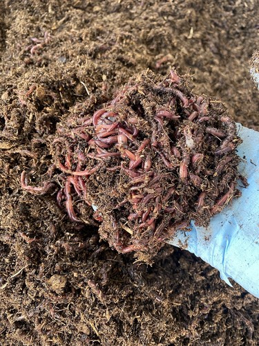 1lb red composting - 1lb,
