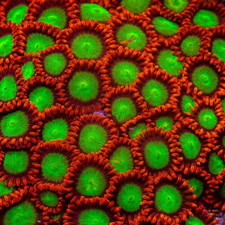 Goblins on Fire Zoa Zoanthid