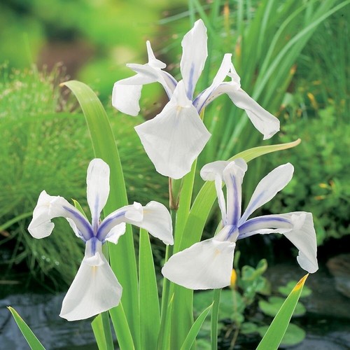 Snowdrift iris white live pond - snowdrift,