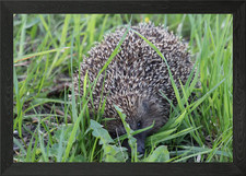 Hedgehogs Framed Wall Art