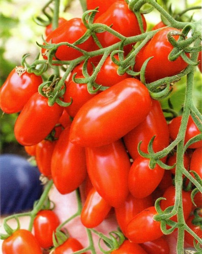 Tomato po9392 seeds - tomato,