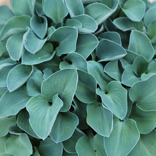 Hosta blue mouse - mouse, ears