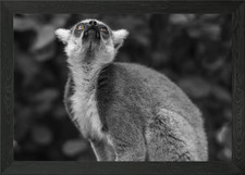 Ringtailed lemur Framed Wall