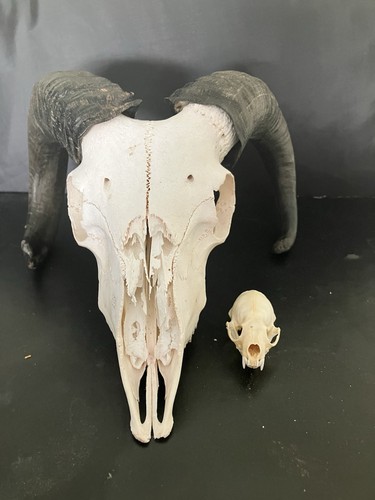 Black ram skull - ram, taxidermy