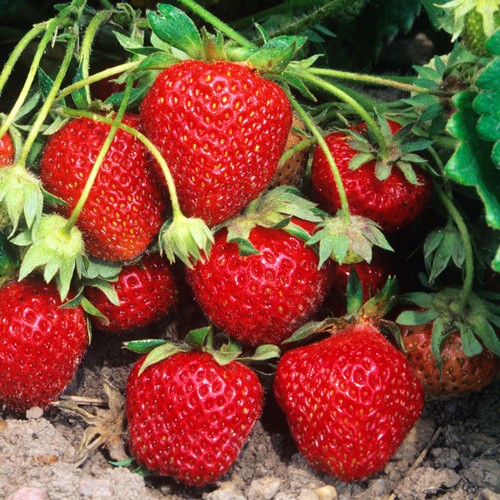 Mixed strawberries - 1,