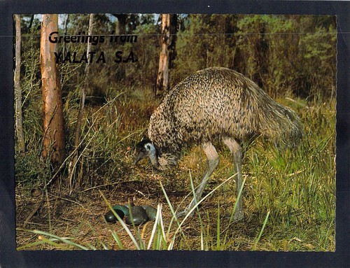 F1388 australia birs emu - f1388,