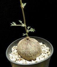 Cyphostemma montagnacii,Caudex,Euphorbia,Succulent Plants