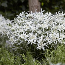Leontopodium 'May Snow'. Plug