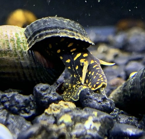 Yellow flake rabbit snails - 2,