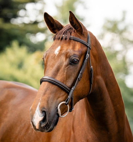 Horseware soft leather hunter - horseware,