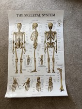Anatomy Poster - The skeletal