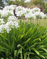 8x Agapanthus africanus White
