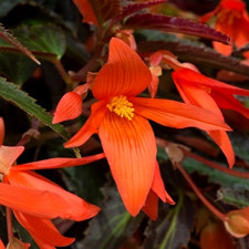 Trailing Tub & Basket Flower