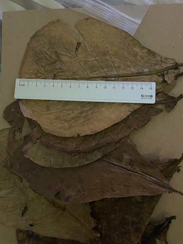 Catappa leaves 15 20cm - 10,