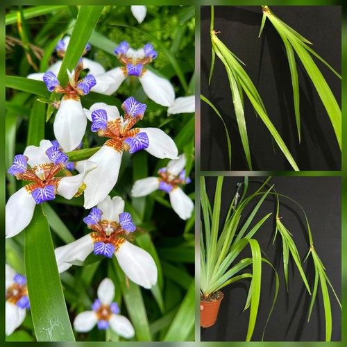 Walking iris neomarica - iris, (neomarica