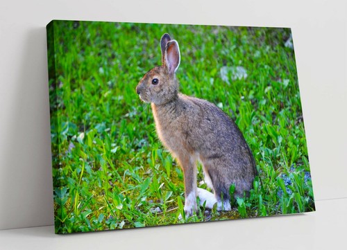 Rabbit large canvas wall art - large,