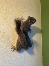 Taxidermy Wall Mounted Grey