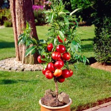 Nectarine Garden Beauty, Patio