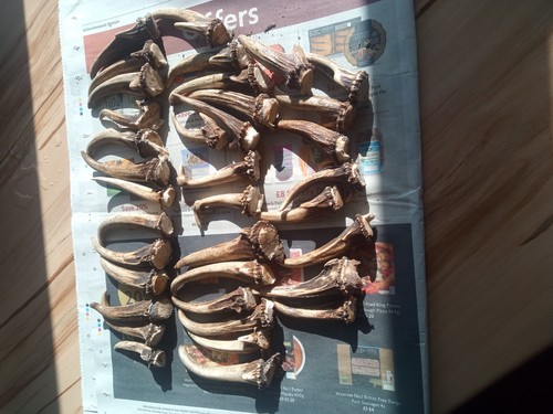 Muntjac antlers random - muntjac,