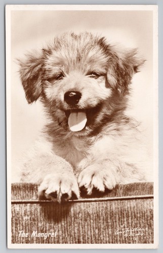 Comic dog real photo - , postcard