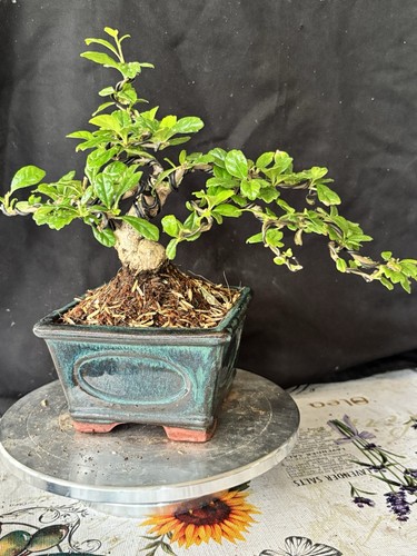 Semi cascading fukien tea - fukien,