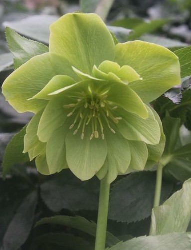 Helleborus hellebore - helleborus,