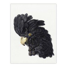 Head of a Black Cockatoo