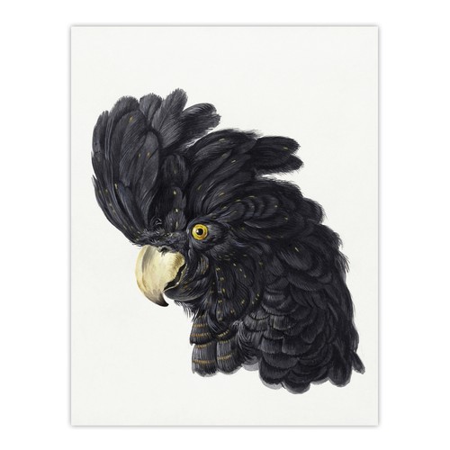 Head black cockatoo - head,