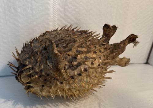 Vtg real dried - real, puffer