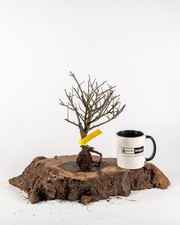 Tanuki Bonsai Driftwood Fish Tank Vivarium Decoration Real Wood Untreated