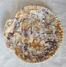 ANTIQUE WEDGWOOD MOONLIGHT